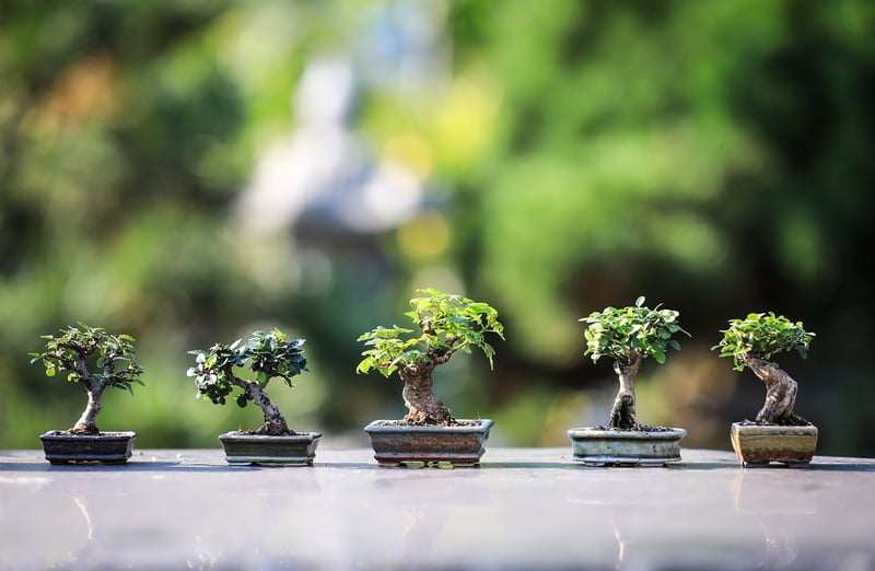 Indoor Gardens