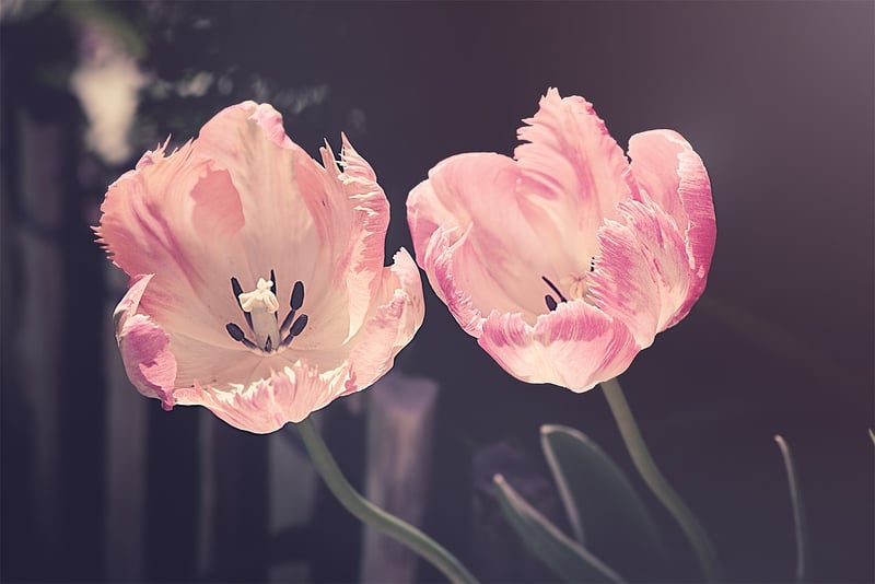 Spring Blooms