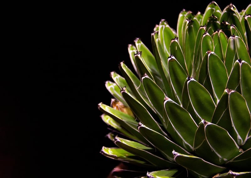 Succulent Wall